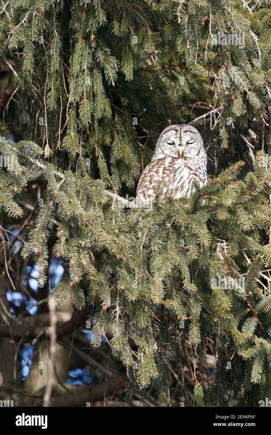 Barred owl in tree Stock Photo
