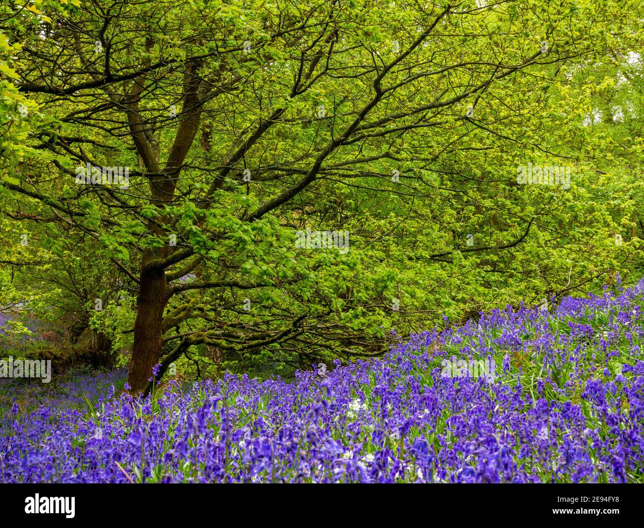 Spring Wood High Resolution Stock Photography and Images - Alamy