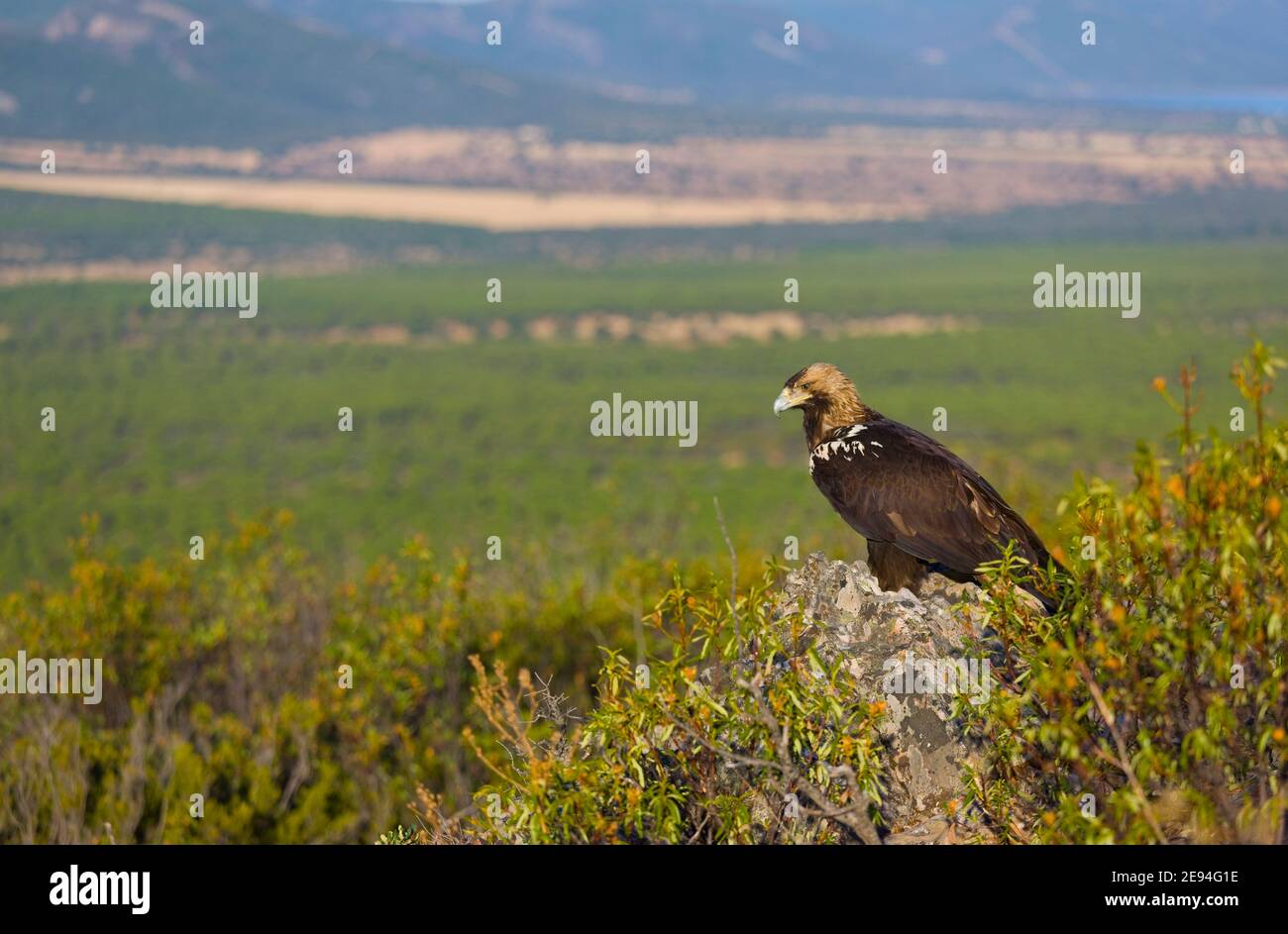 AGUILA IMPERIAL IBERICA (Aquila adalberti Stock Photo Alamy