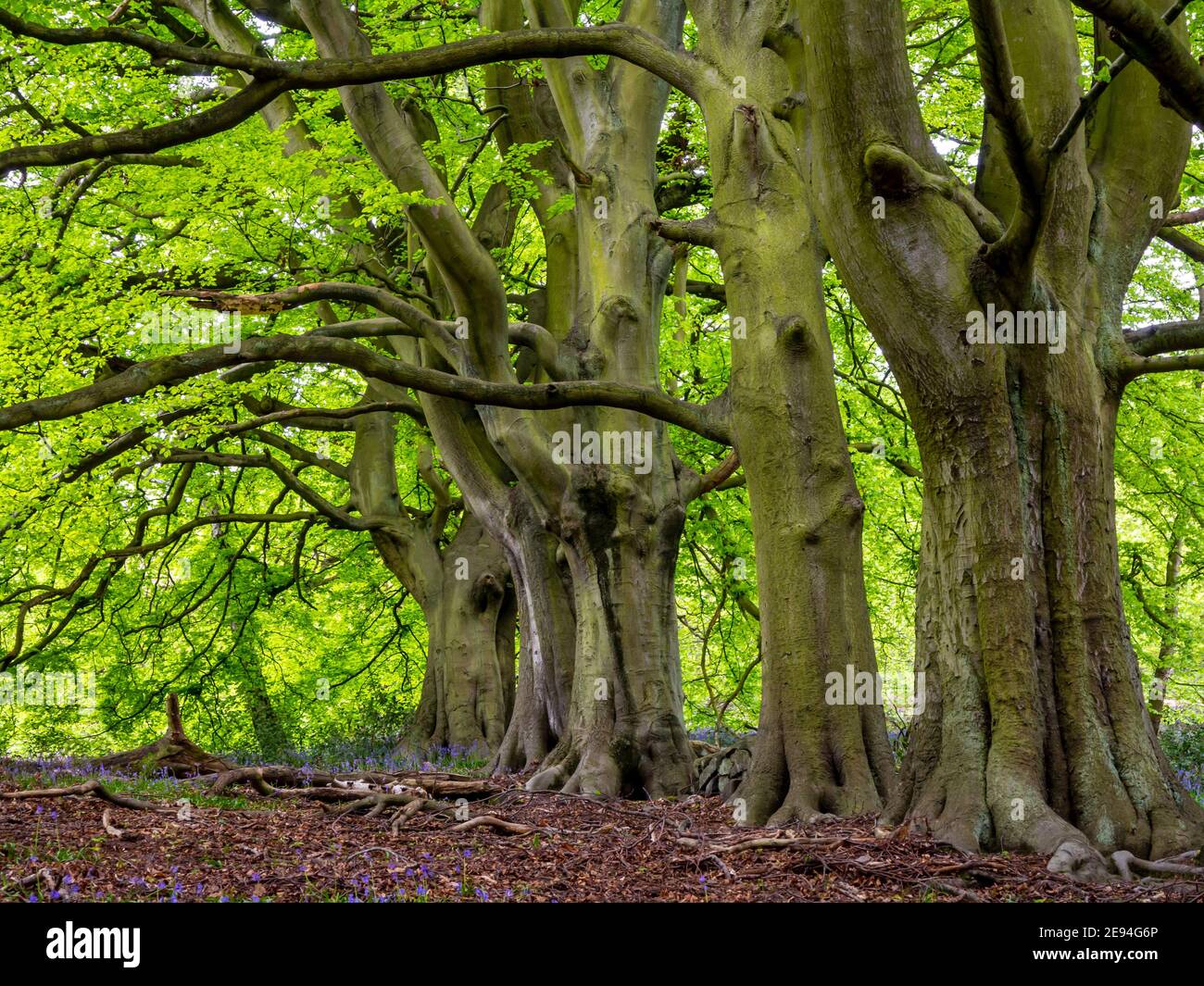 Beech trees in spring at Bow Wood near Lea in the Derbyshire Peak District England UK Stock Photo