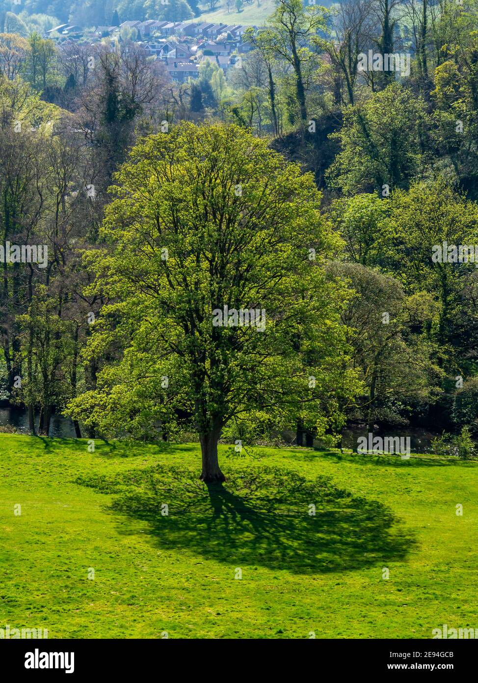 Trees in early spring in Cromford in the Derbyshire Dales area of the Peak District England UK Stock Photo