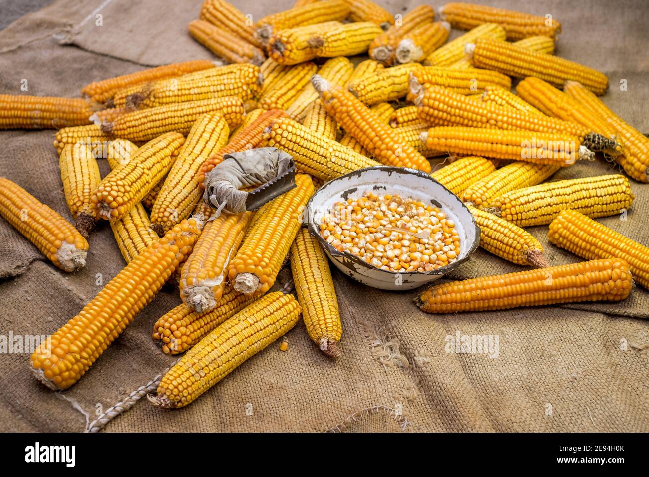view of dried corn with bowl of corn kernels and manual hand tool to