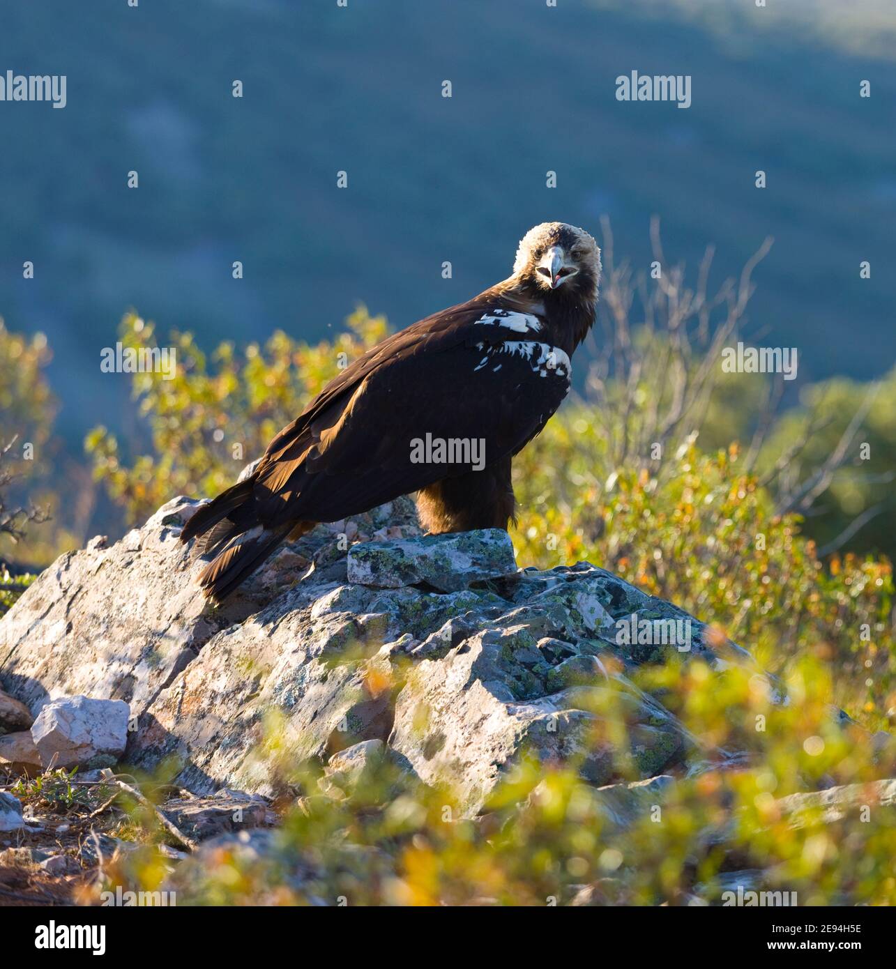 AGUILA IMPERIAL IBERICA (Aquila adalberti Stock Photo Alamy