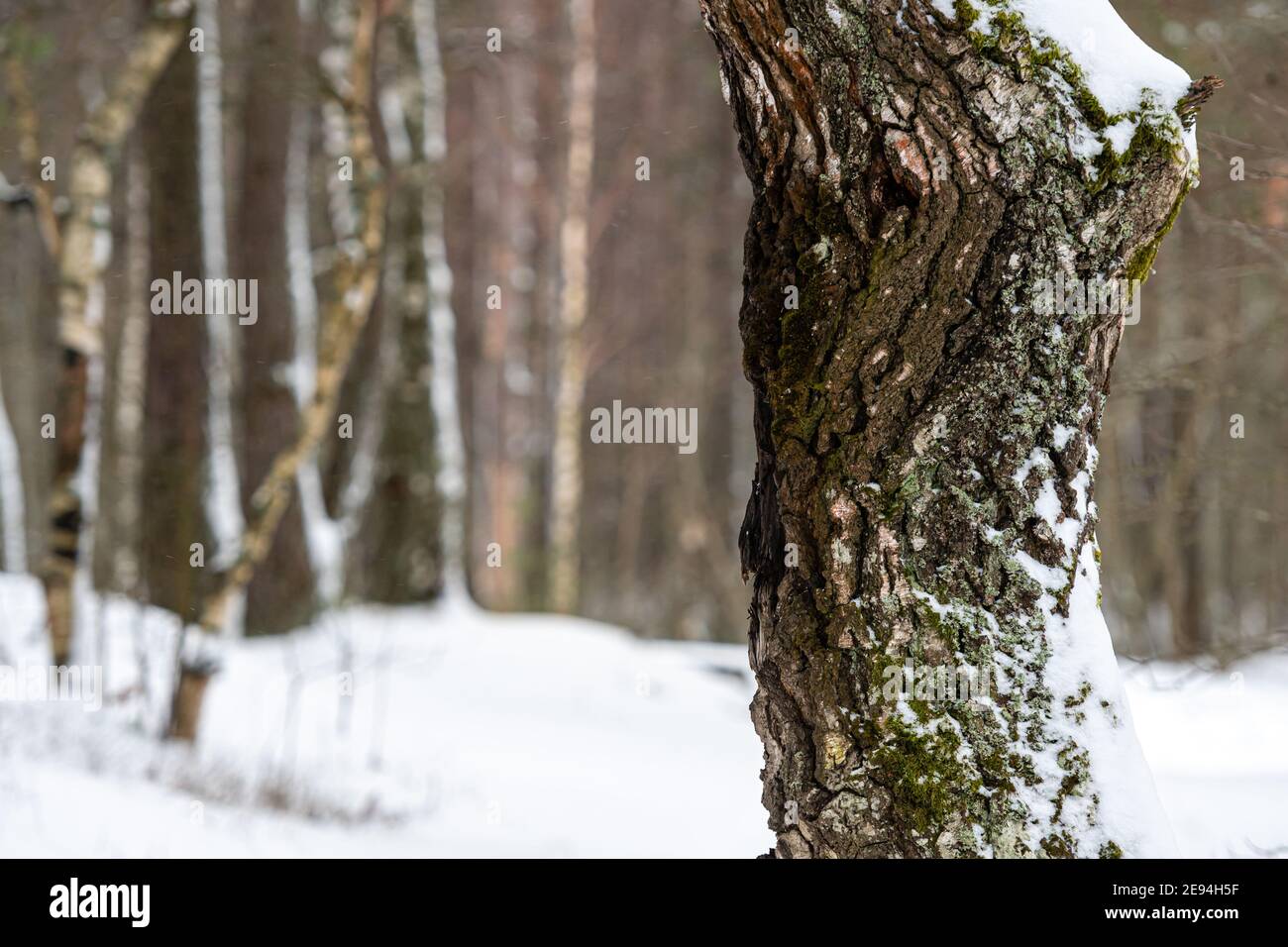 snow covered pine tree trunks in pine forest, winter forest Stock Photo