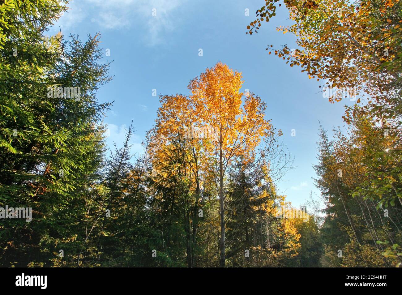 Looking up autumn coloured trees clear blue sky background Stock Photo ...