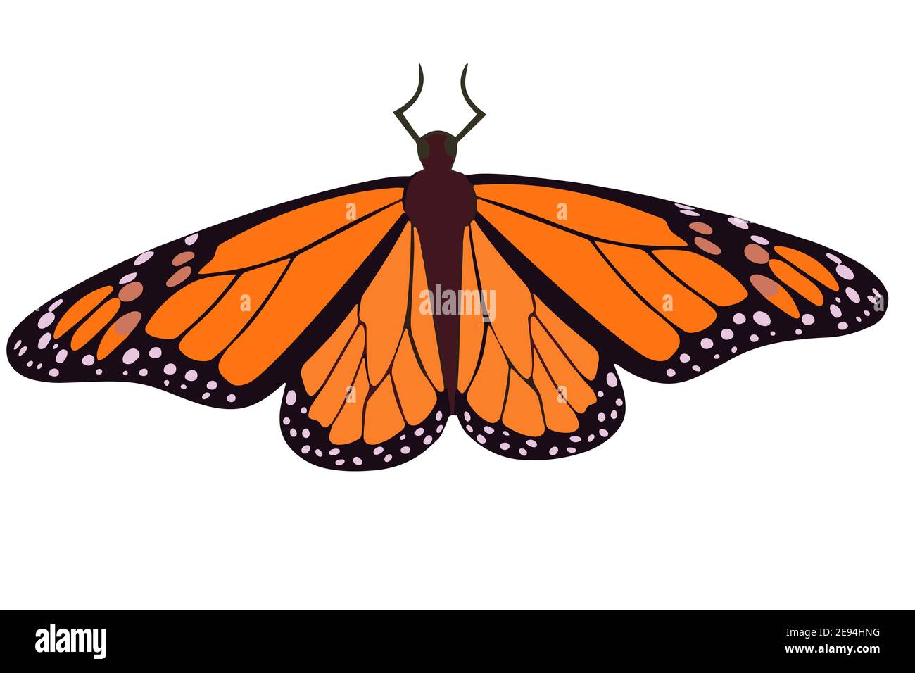 Orange butterfly close up. Vector monarch butterfly Isolated insect