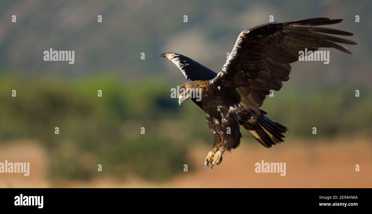 AGUILA IMPERIAL IBERICA (Aquila adalberti Stock Photo Alamy