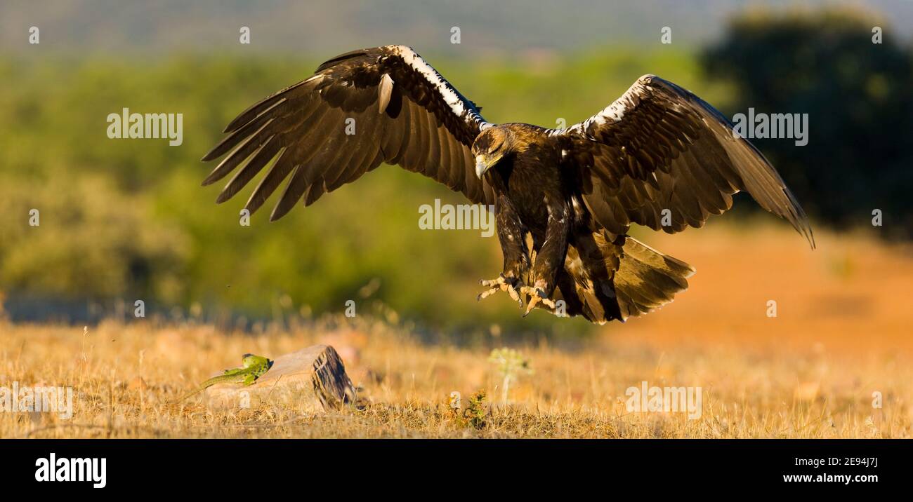 AGUILA IMPERIAL IBERICA (Aquila adalberti Stock Photo Alamy