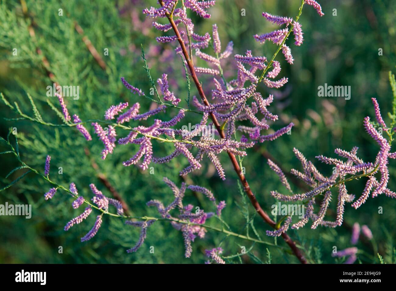 Blooming pink branch on the background of a green field close-up. Stock Photo