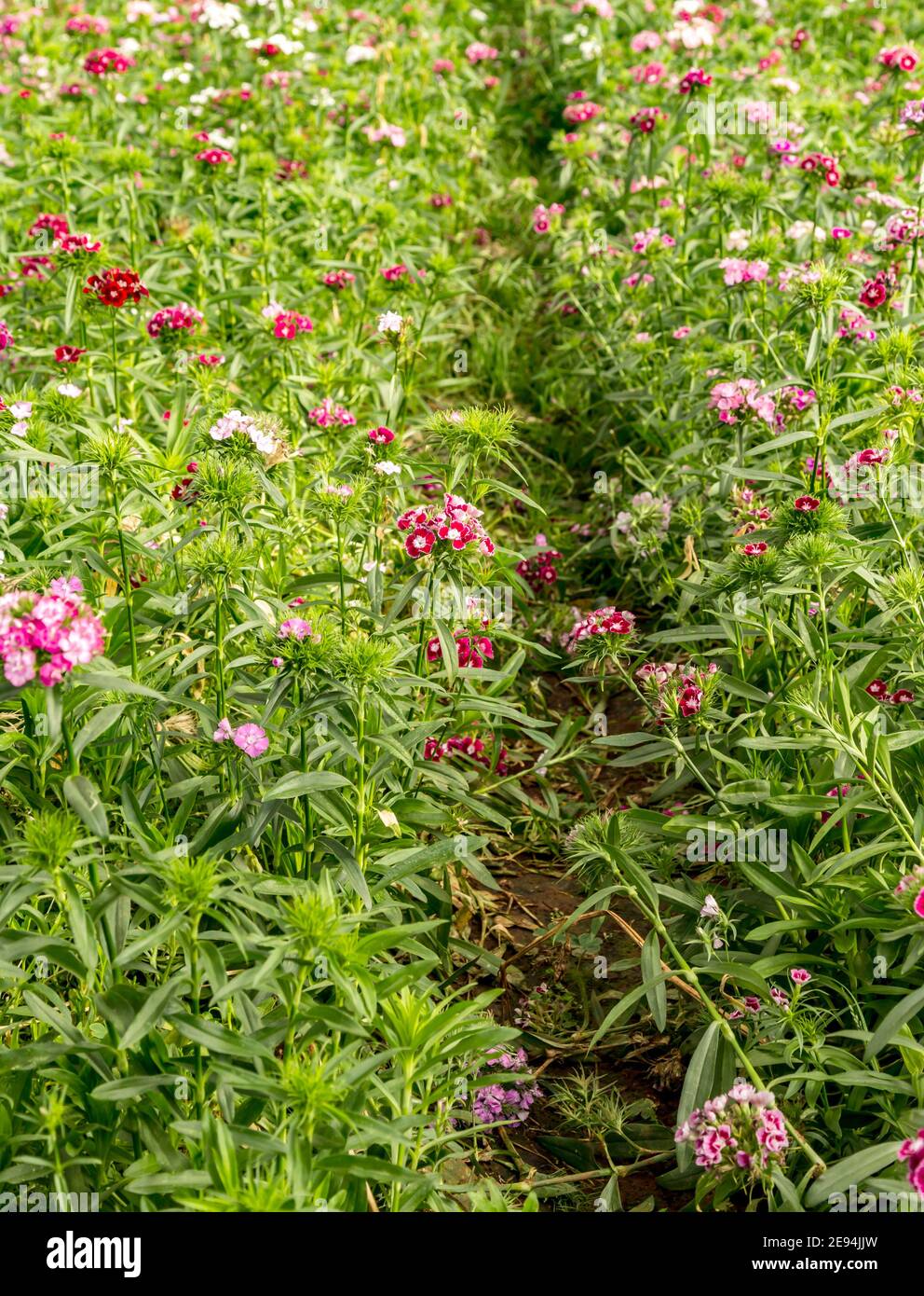 Carnations flowers Clove or Dianthus in greenhouse industrial