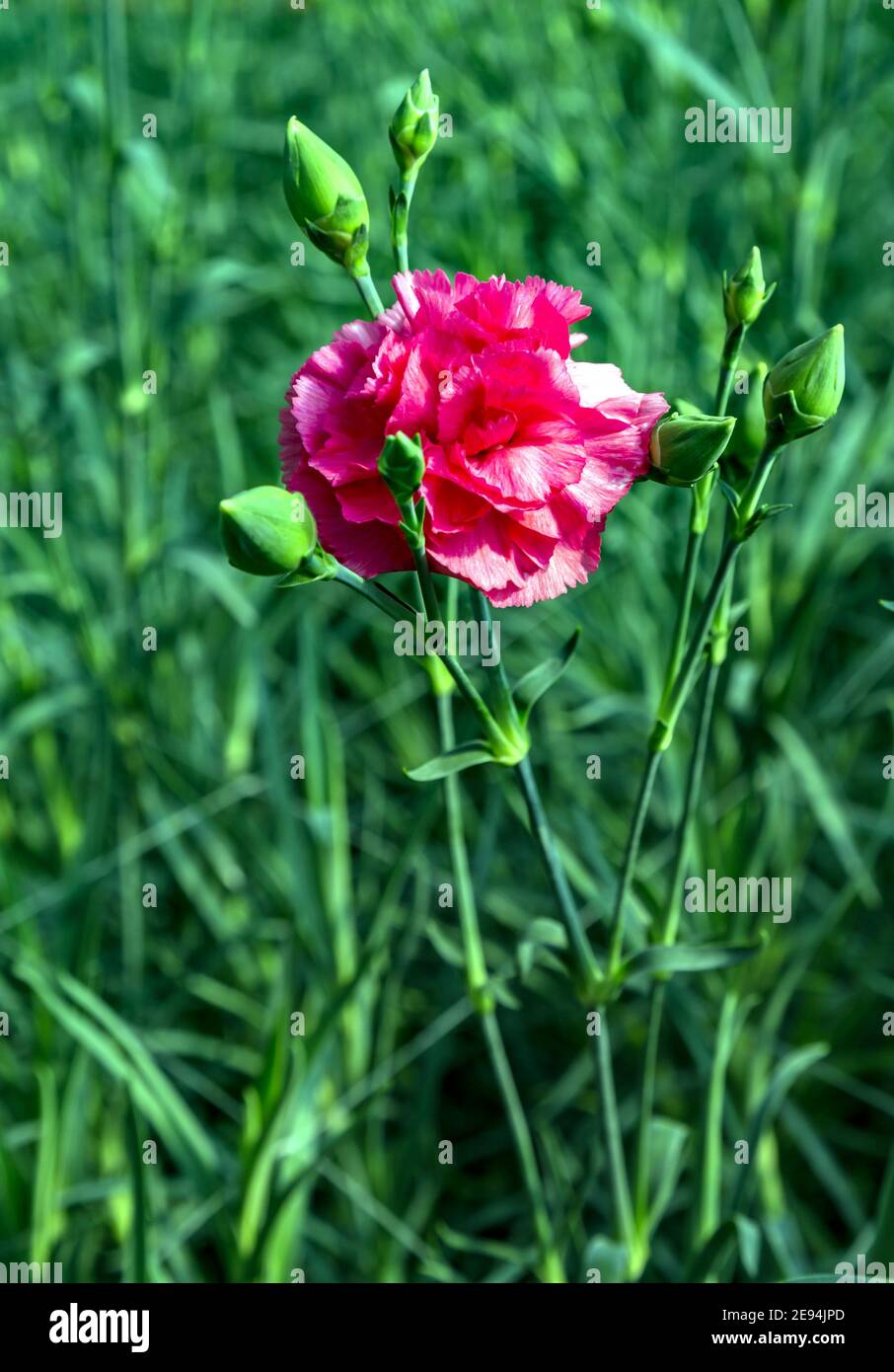 Carnation Flower Low Prices Red Carnations Green Edges