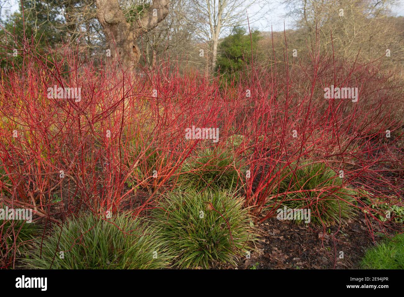 Cornus Stems Red Yellow High Resolution Stock Photography And Images Alamy