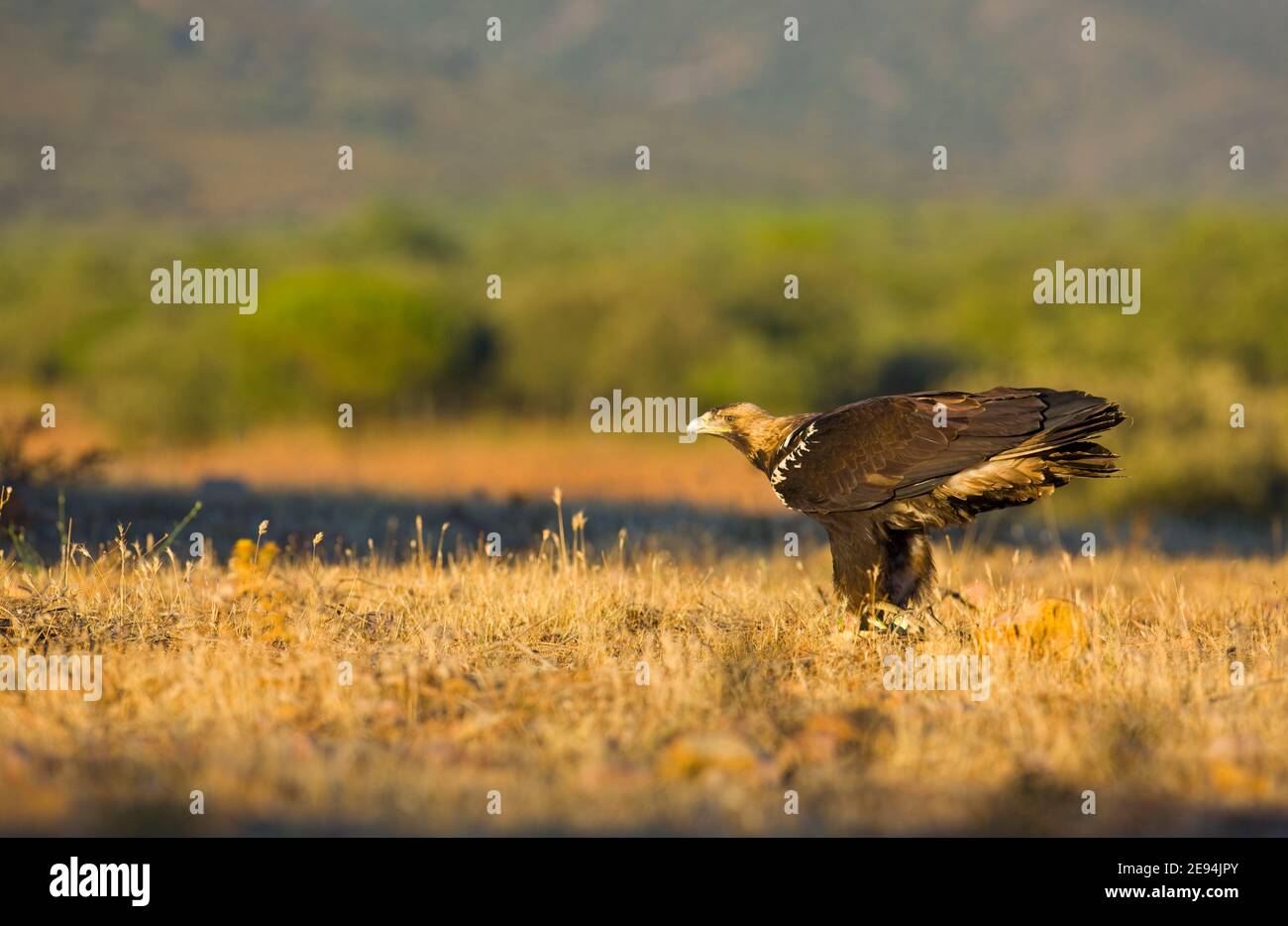 AGUILA IMPERIAL IBERICA (Aquila adalberti Stock Photo Alamy