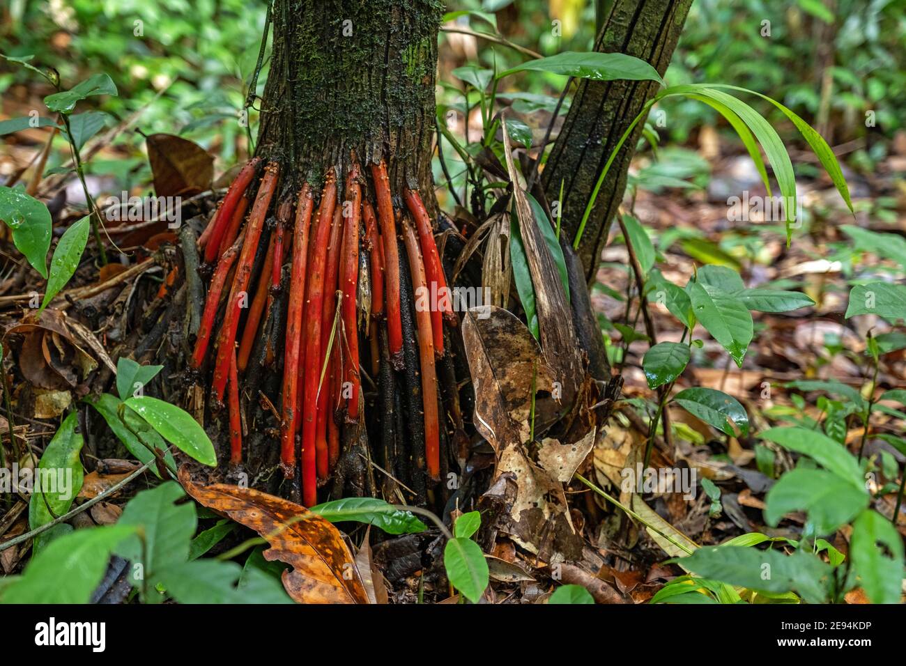 Red aerial roots of the açaí palm tree (Euterpe oleracea) in tropical rainforest / rain forest / jungle in South America Stock Photo