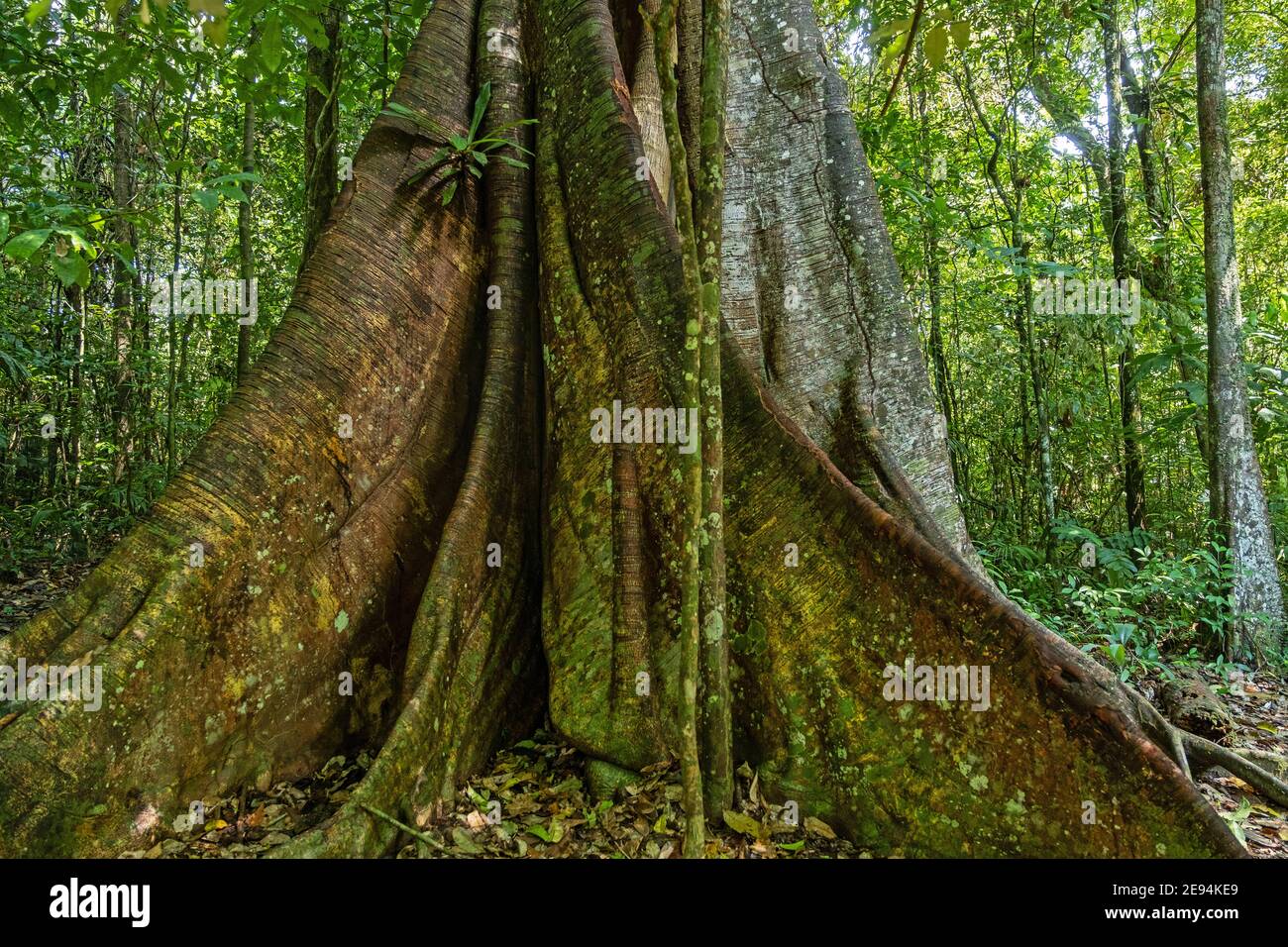 Buttress roots of 'telephone tree' in tropical rainforest / rain forest / jungle in Suriname / Surinam Stock Photo