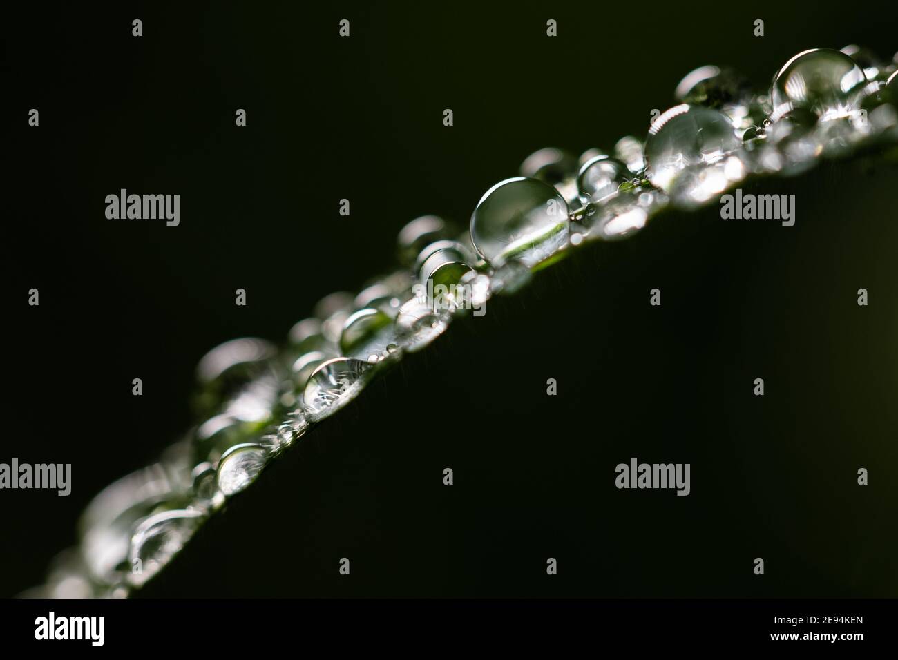 Macro shot of water droplets on the leaf of a green plant. Perfect for ...