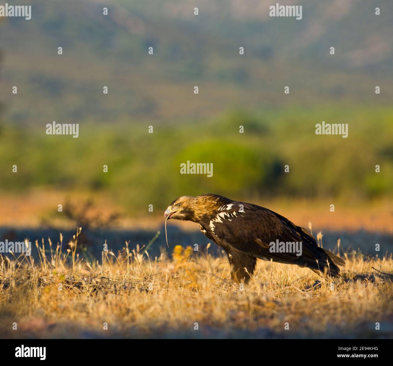 AGUILA IMPERIAL  IBERICA (Aquila adalberti) Stock Photo