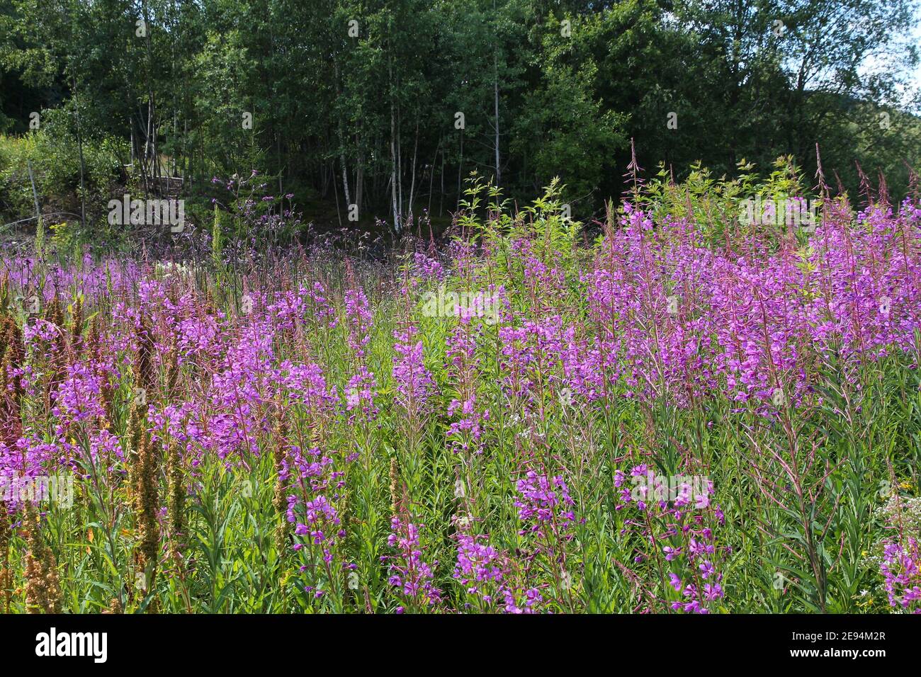 Chamaenerion angustifolium (fireweed) wild flowers in Norway Stock