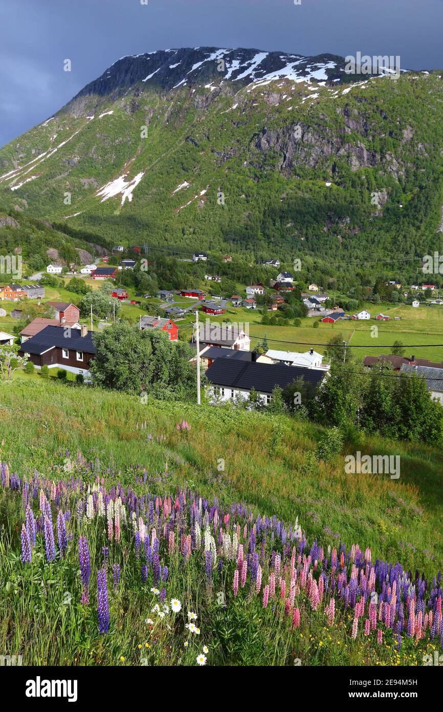 Roldal, Norway. Countryside landscape with lupin flowers in Hordaland region. Stock Photo