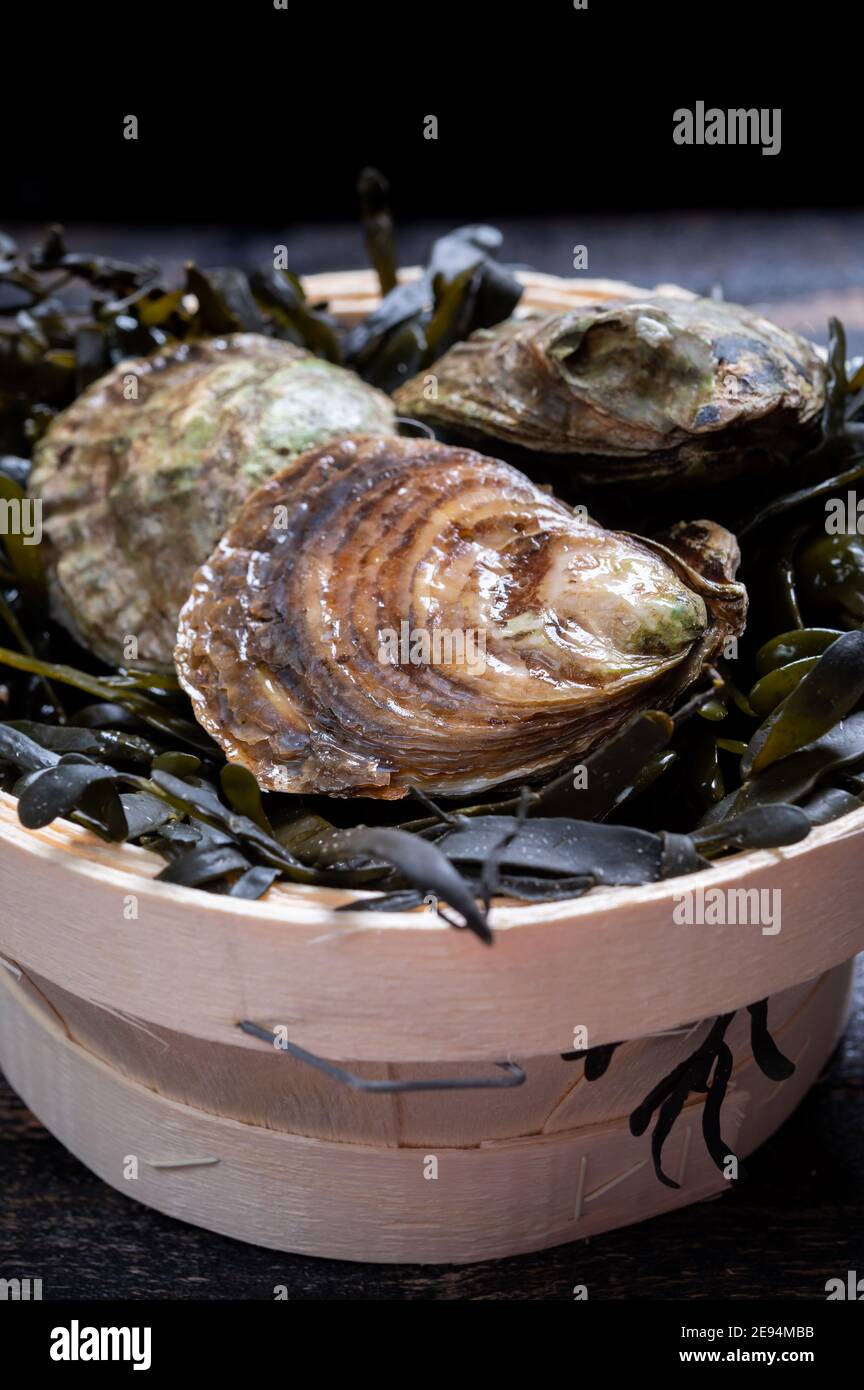 Colchester native oyster hires stock photography and images Alamy