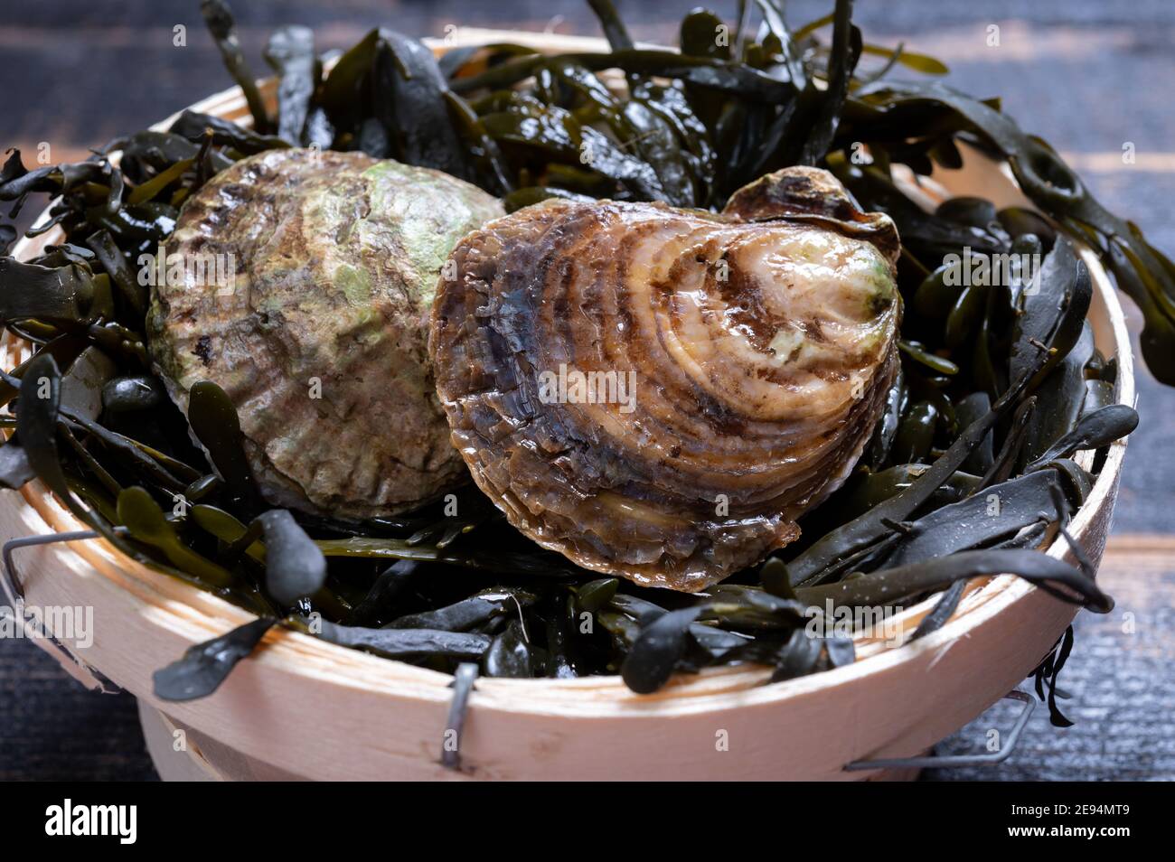 Belon oyster ostrea edulis hires stock photography and images Alamy