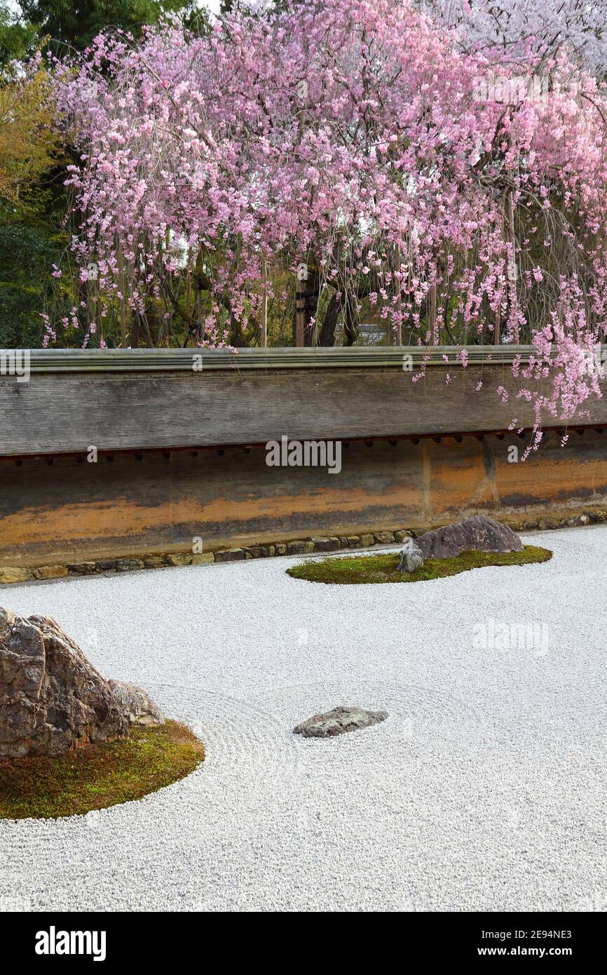 Japan zen garden and cherry blossoms in Kyoto. Zen rock garden of Ryoanji temple Stock Photo Alamy