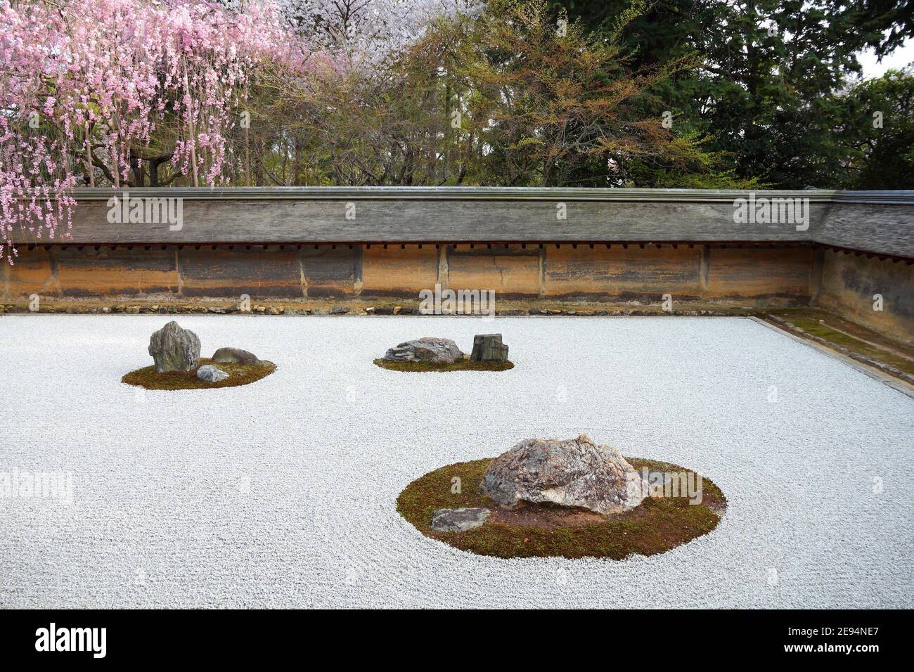 Japan zen garden and cherry blossoms in Kyoto. Zen rock garden of Ryoanji temple Stock Photo Alamy