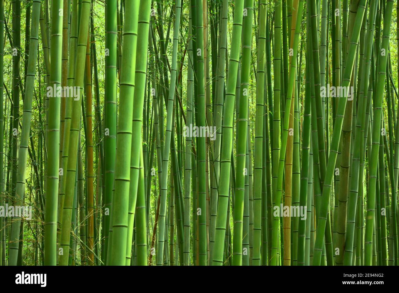 Green stems of bamboo forest. Arashiyama, Kyoto, Japan Stock Photo - Alamy