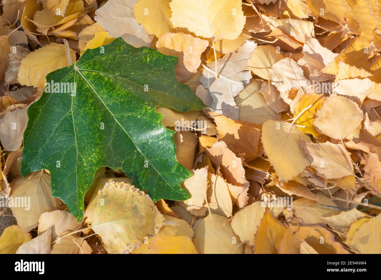 Green maple leaf rests on top of small, yellow leaves. Autumn concept, change of seasons. Copy space, selective focus, close-up. Stock Photo