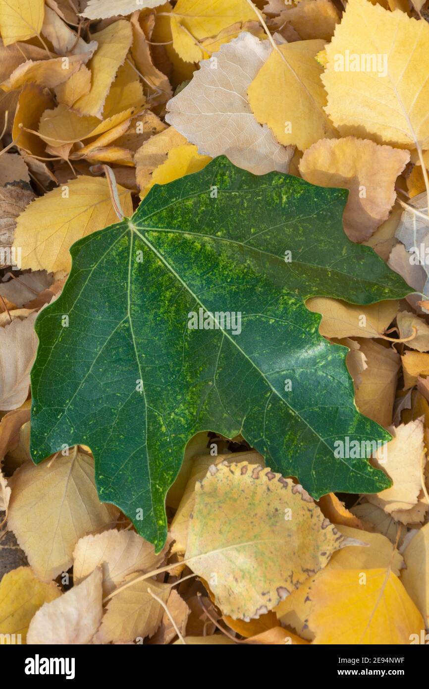 Large green leaf of Canadian maple lies on top autumn yellow leaves. Concept change of seasons. Copy space, selective focus, close-up. Stock Photo