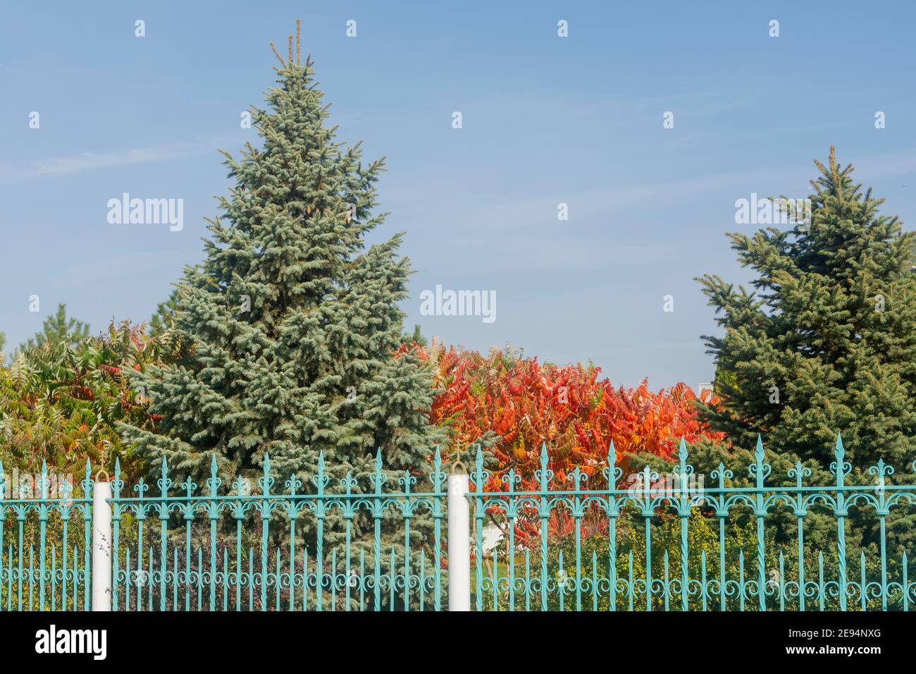 Large blue spruce in city park next to wrought iron fence. Coniferous trees against blue sky. Selective focus. Stock Photo
