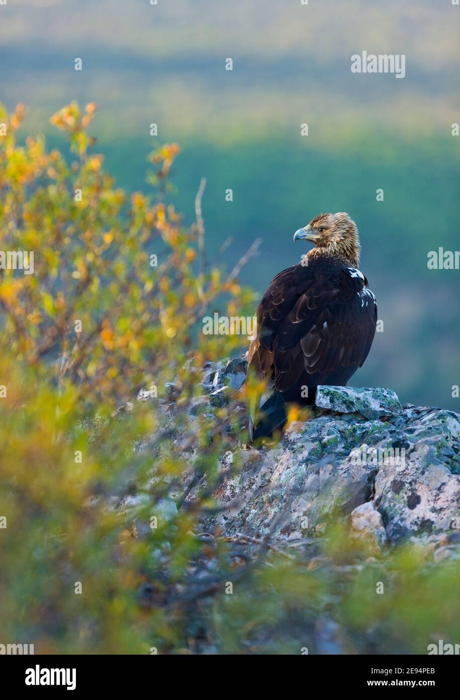 AGUILA IMPERIAL IBERICA (Aquila adalberti Stock Photo Alamy