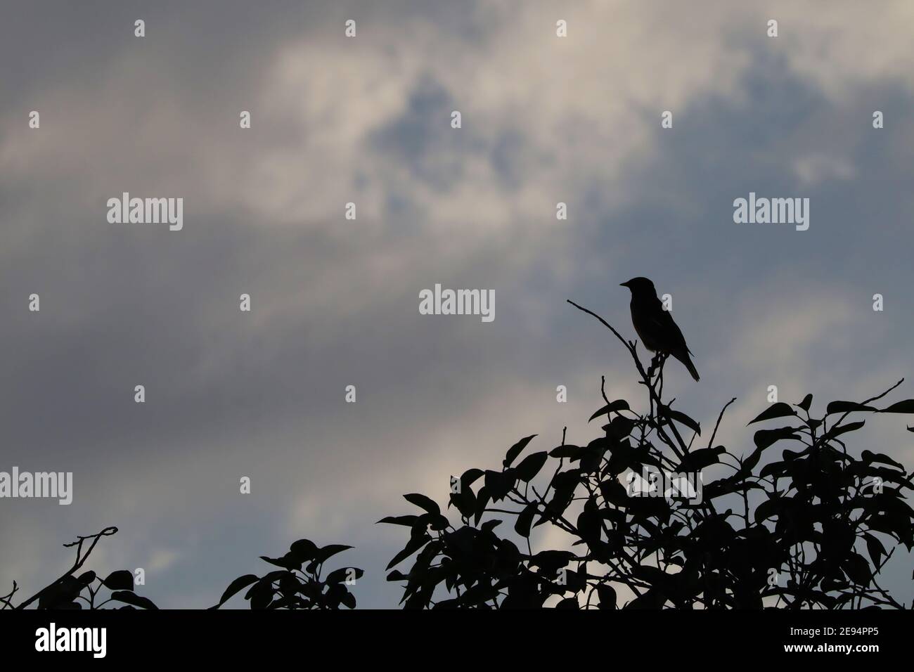 Single bird silhouetted on tree with evening sky background Stock Photo