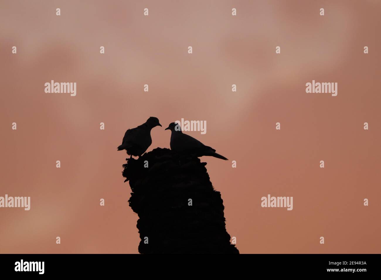 Two birds silhouetted on tree stump at sunset Stock Photo