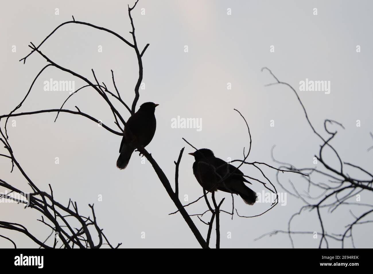 Two birds silhouetted on leafless branches Stock Photo