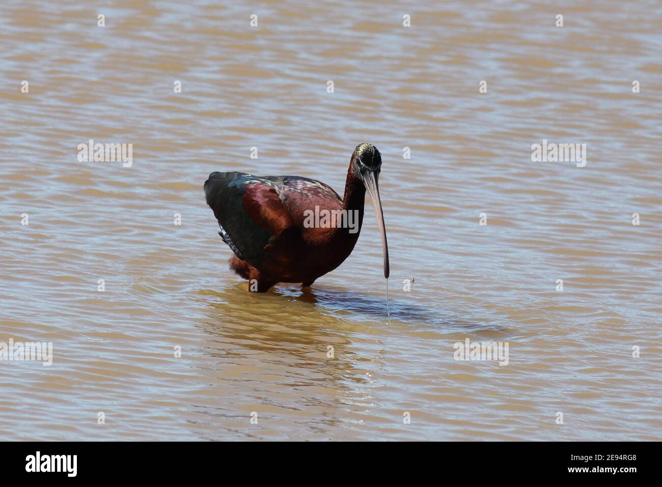 A single and iredecscent Glossy Ibis bird wading through the shallow waters on the edge of Donana National Park at El Rocio, Andalusia, Spain. Stock Photo