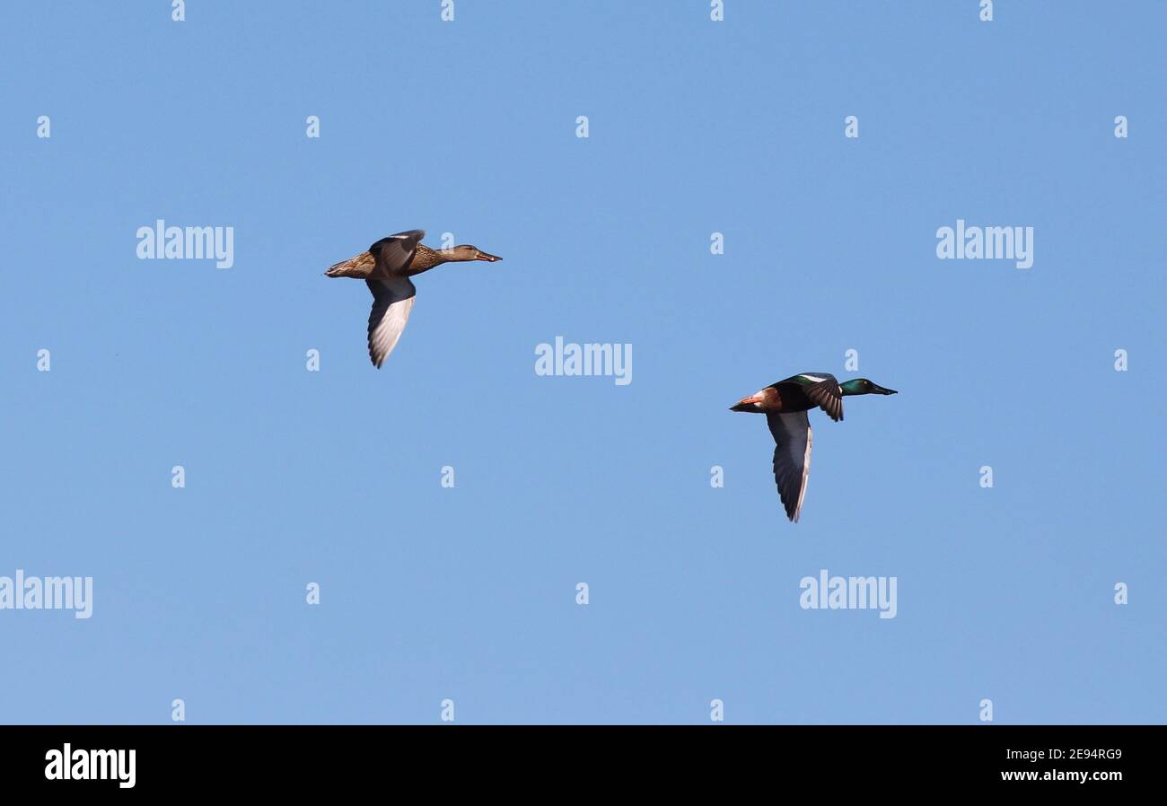 A pair of Northern Shoveler ducks(male & female), flying together against a clear blue sky in southern Spain. Moving targets in the hunting season! Stock Photo