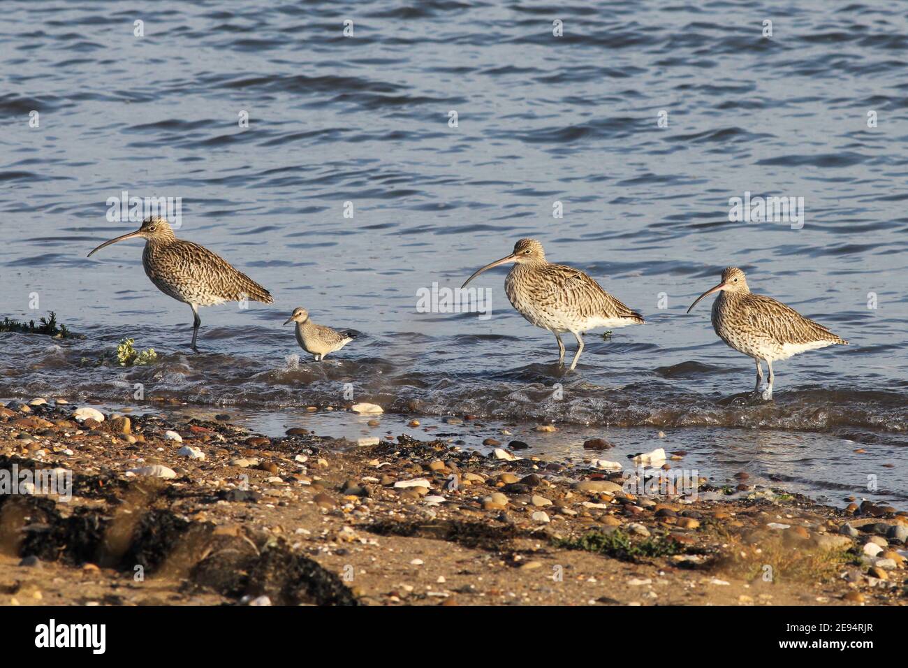 Wading birds on the shoreline at Spurn Point, National Nature Reserve, Kilnsea, E.Yorks, UK. (3 Eurasian Curlew and 1 Knot) Stock Photo