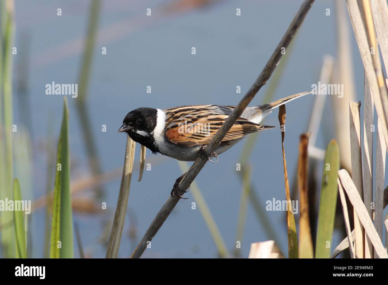 Handsome male Reed Bunting in tip top breeding plumage, balancing on a reed stem. At Yorkshire Water's nature reserve Tophill Low, Watton, E.Yorks, UK Stock Photo