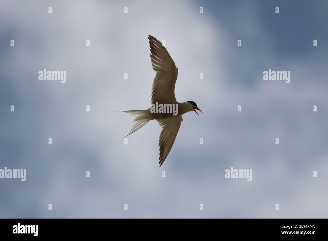 Common Tern directly overhead and against a blue sky with clouds. Yorkshire Wildlife Trust reserve North Cave Wetlands, North Cave, East Yorkshire, UK Stock Photo
