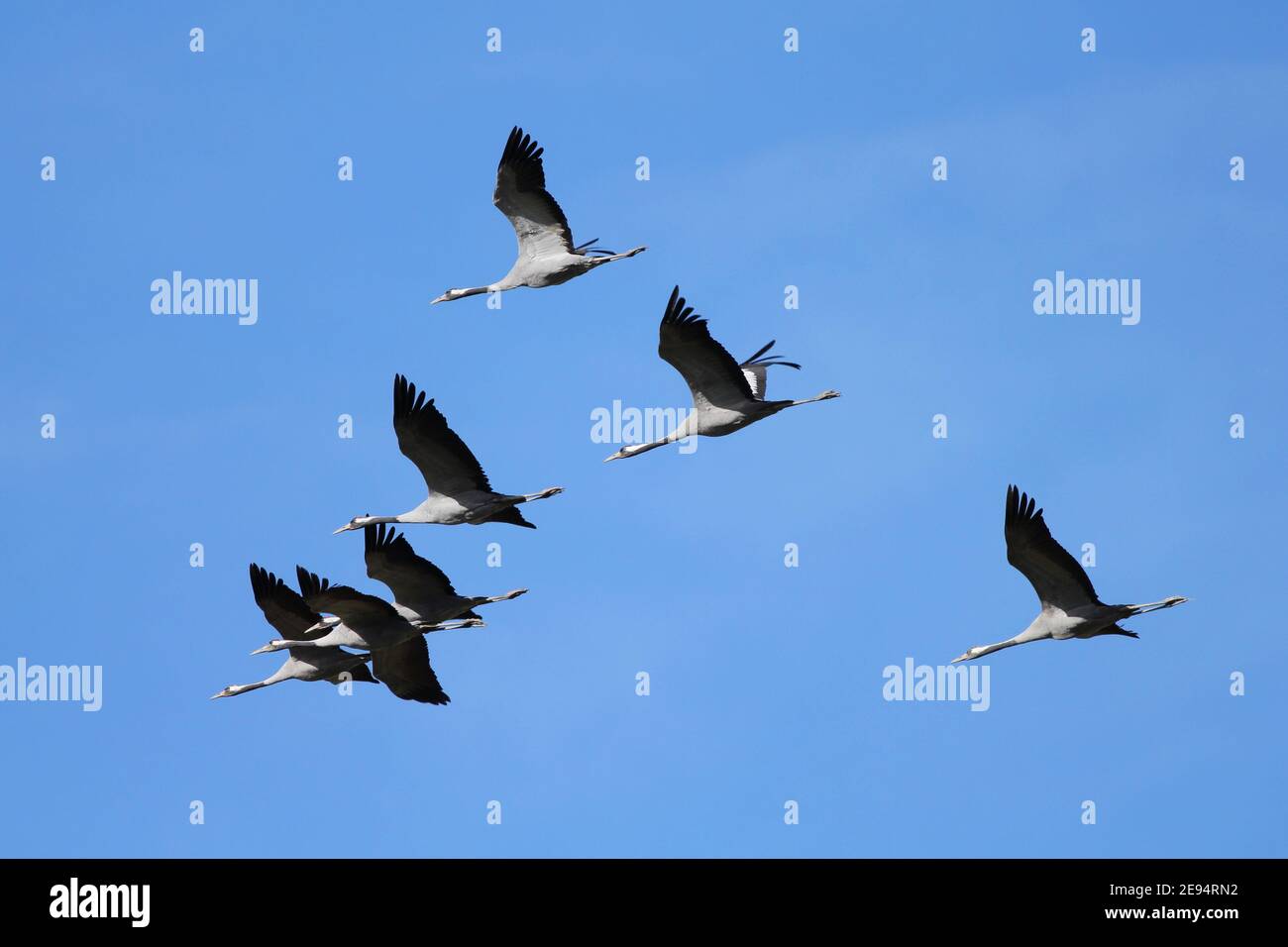 7 Common Cranes flying over Caidas de la Negra nature reserve, part of the much larger Bardenas Reales biosphere reserve, Navarre, Spain Stock Photo