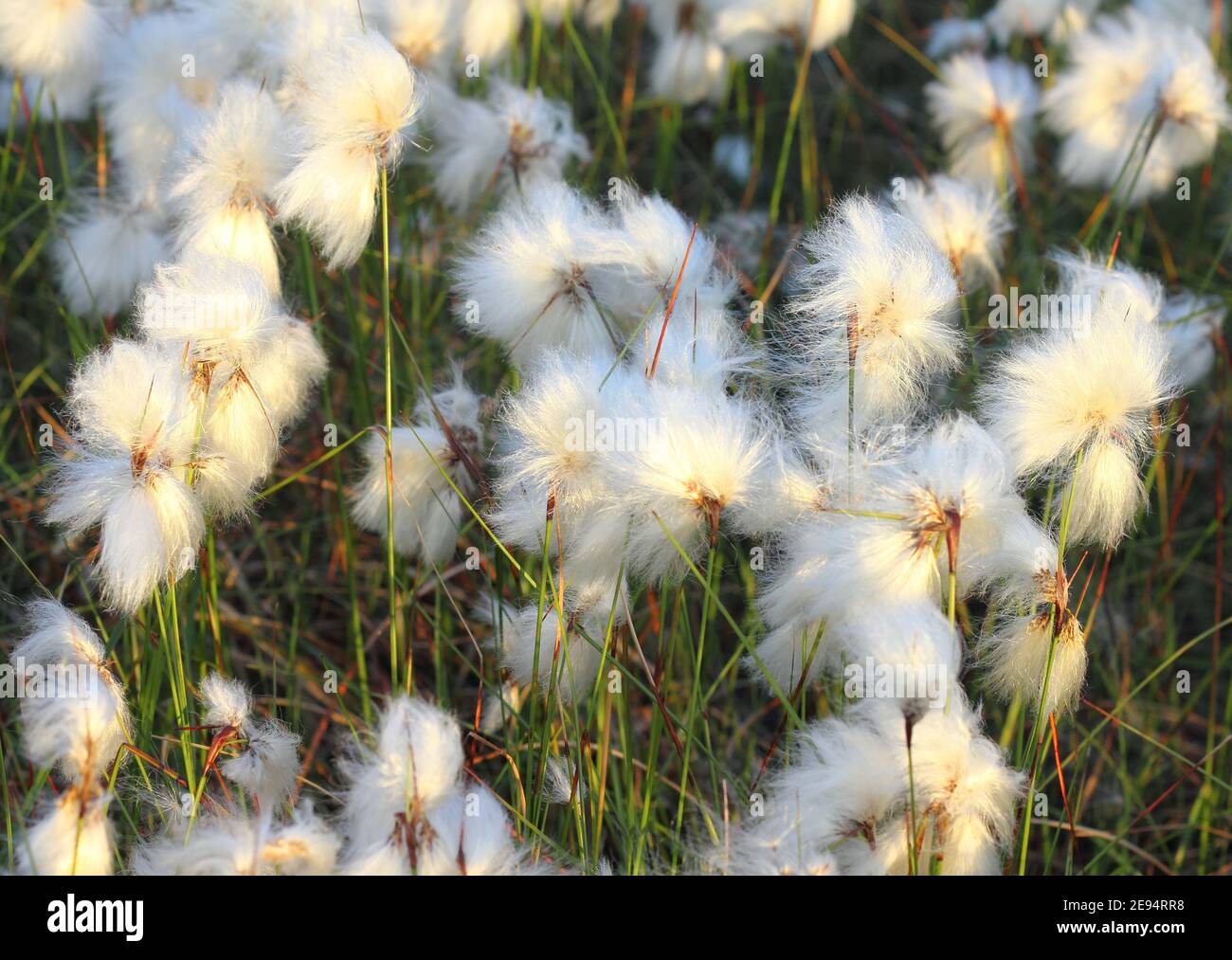 Close up of tufts of Cotton Grass growing on Strensall Common, a lowland heath in North Yorkshire, near York, England. Shot in evening sunshine. Stock Photo