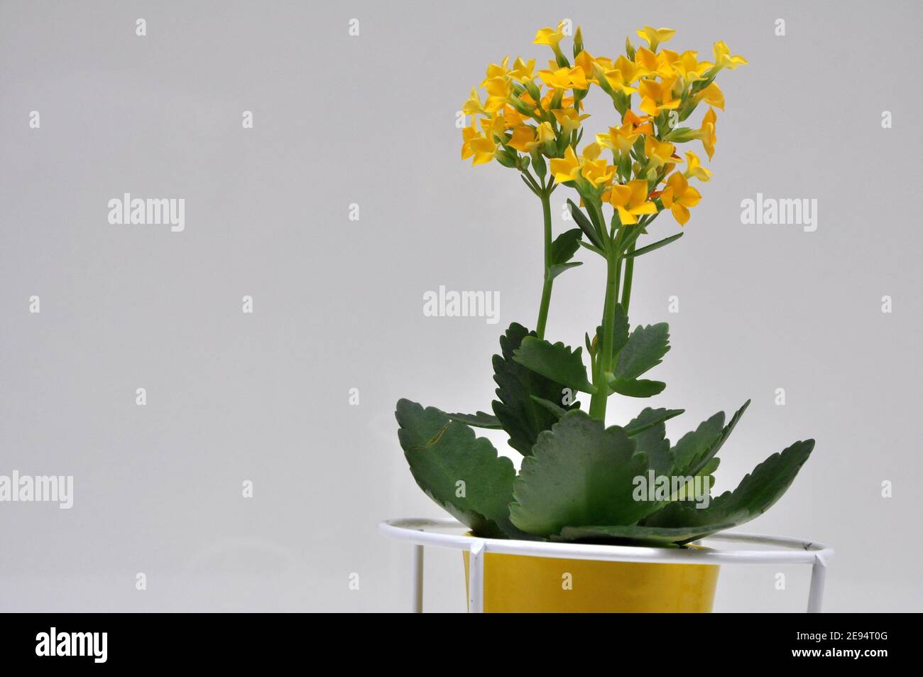 Flower of fortune, yellow flower in a yellow vase in detail with white iron support on white background, scientific name Kalanchoe Blossfeldiana, Braz Stock Photo