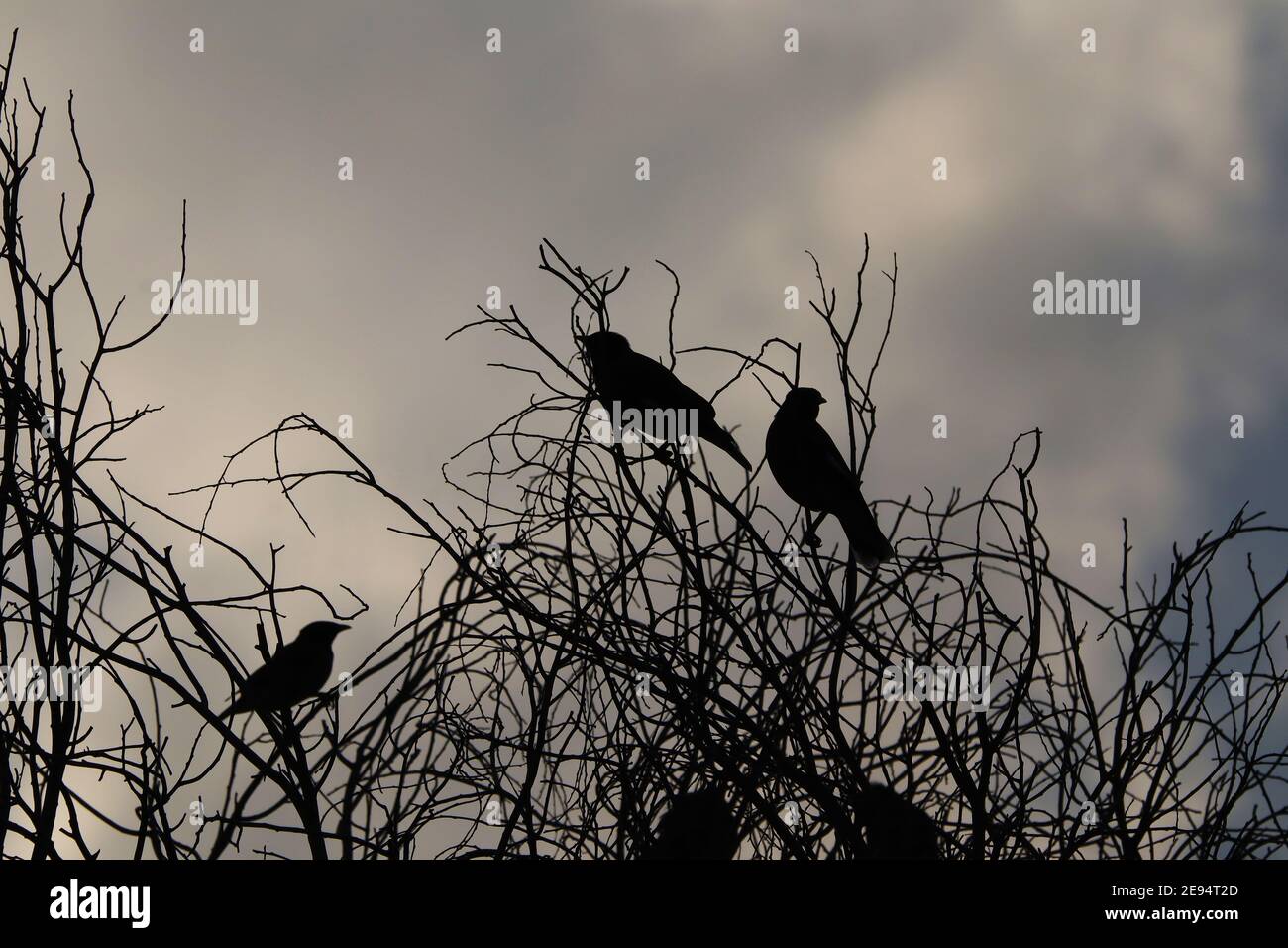 Birds silhouetted on leafless branches Stock Photo