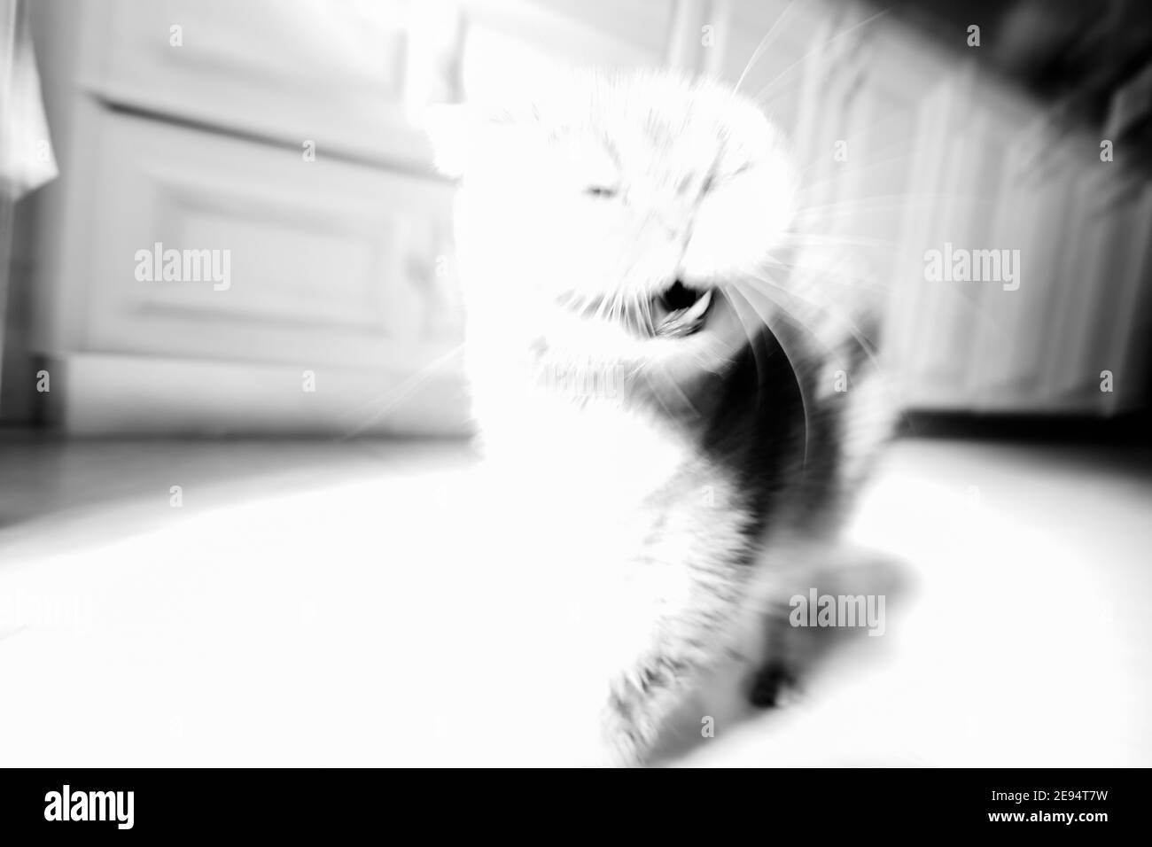 lovely scottish fold cat sneeze.Black and white. High quality photo Stock Photo