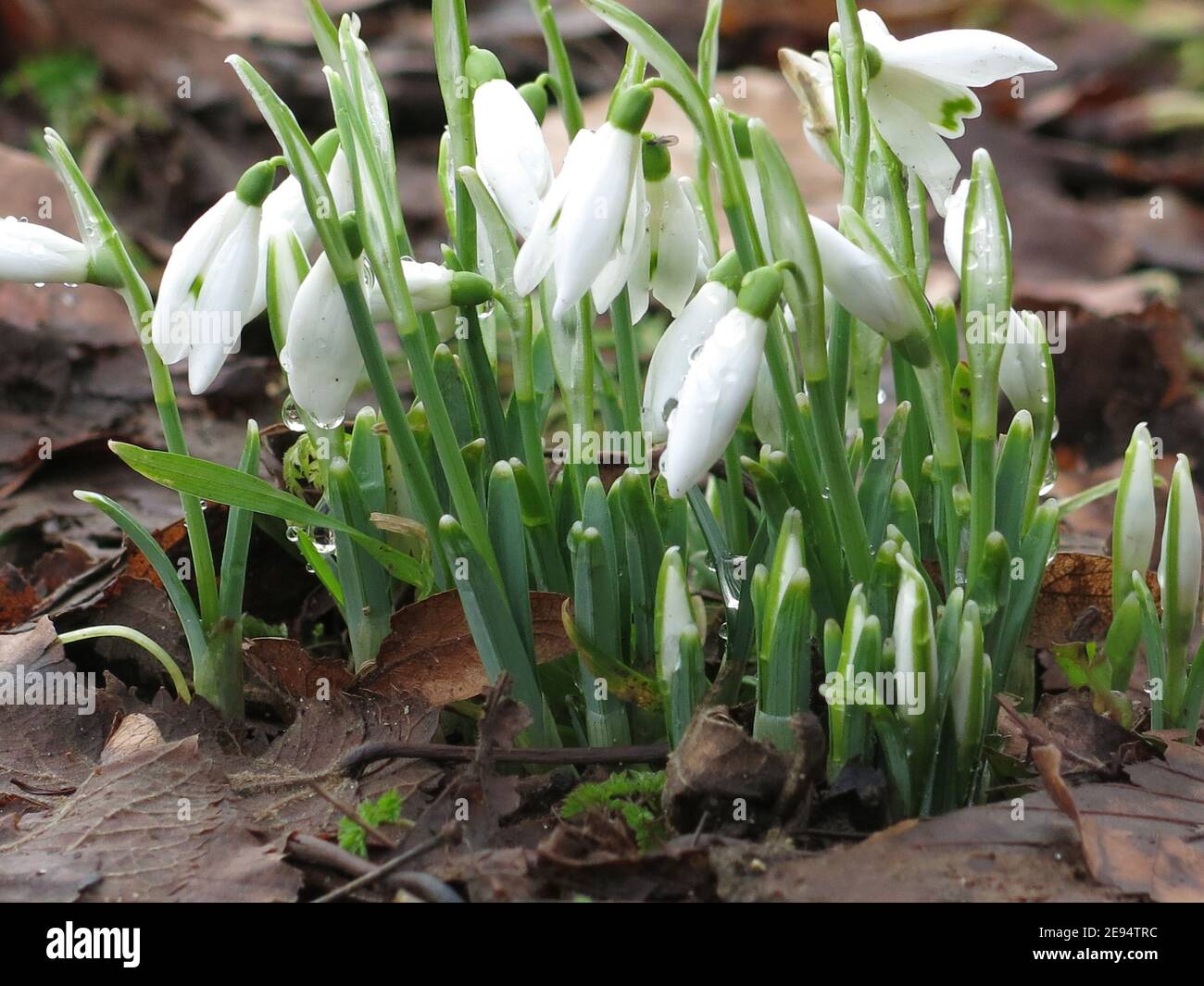 The first signs of Spring: a clump of snowdrops surrounded by fallen autumn leaves in an English woodland. Stock Photo
