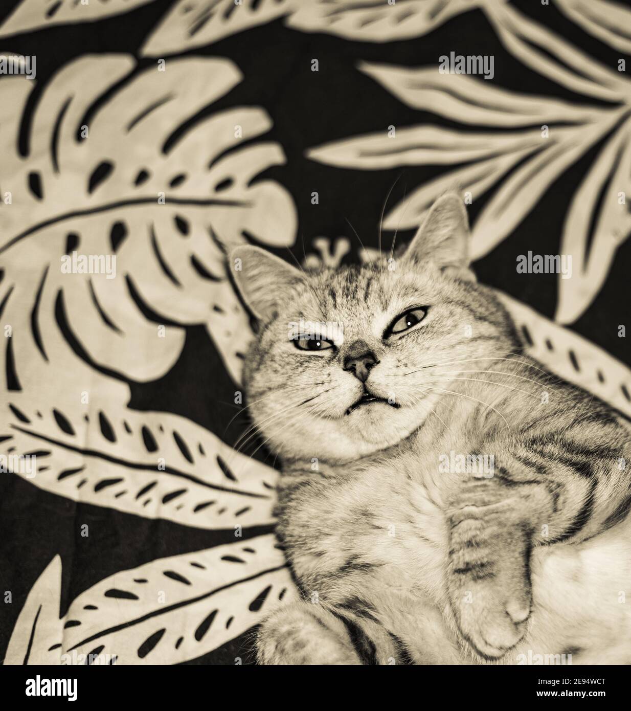 british cat lying on floral bedcloth Stock Photo