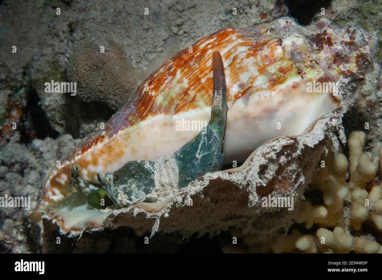 A Strombus mollusk with siphon raised up and eye stalk extended, Marsa Alam, Egypt Stock Photo