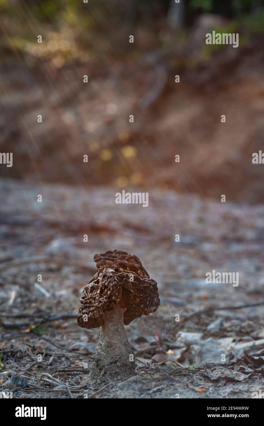 False morel mushroom hires stock photography and images Alamy