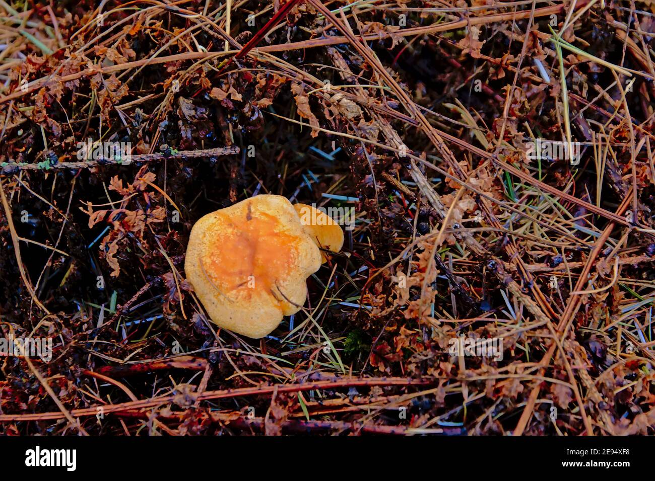 False chanterelle mushroom on the forest floor, overhead view - Hygrophoropsis aurantiaca Stock Photo